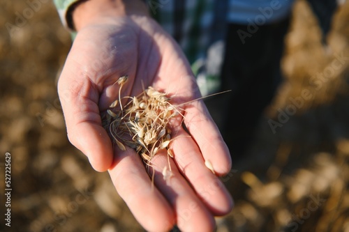 A farmer inspecting wheat in a field. © Serhii