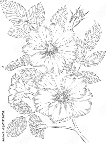 Rose hip outline vector illustration