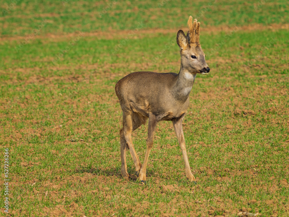 The roe deer (Capreolus capreolus), also known as the roe, western roe deer, or European roe, is a species of deer. The roe deer (Capreolus capreolus), also known as the roe, western roe deer, or European roe, is a species of deer.