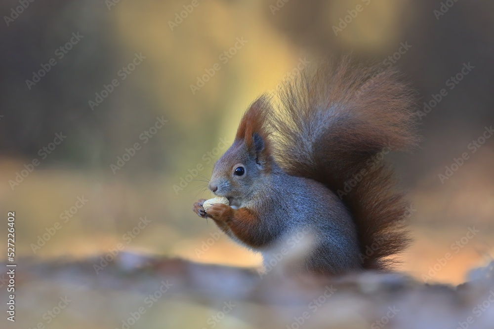 Obraz premium artistic photograph of a squirrel with a nut in its paws. Sciurus vulgaris. Autumn scene with a european red squirrel.