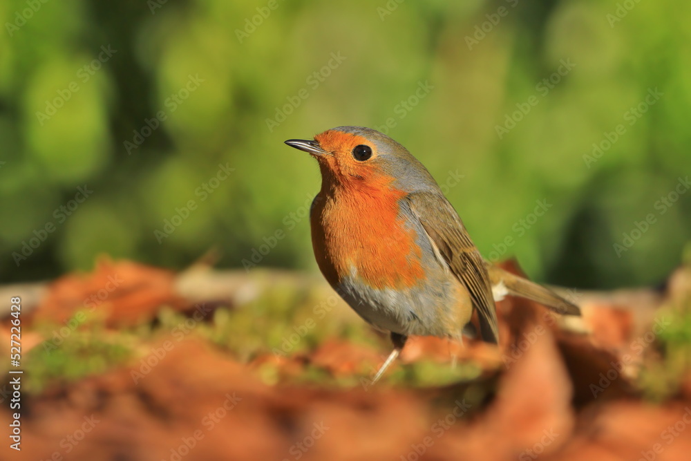 Fototapeta premium Photo of European robin (Erithacus rubecula) sits on the ground. Detailed and bright portrait. Autumn landscape with a song bird. Erithacus rubecula. Wildlife scene from nature.