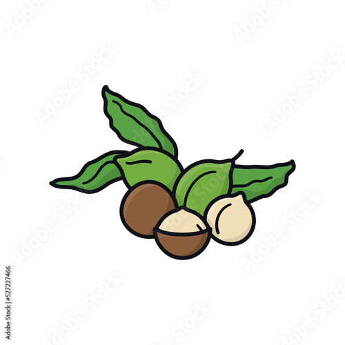 Macadamia nuts with leaves filled outline style isolated vector illustration for Macadamia Nut Day on September 4