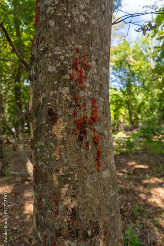 Resin on a tree trunk