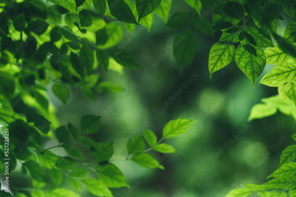 Dark green leaf texture, Natural green leaves using as nature background wallpaper or tropical leaf cover page Dark green leaf texture, Natural green leaves using as nature background wallpaper or tropical leaf cover page