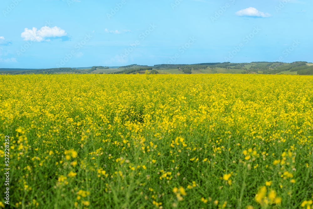 landscape with rapeseed flowers in the farm