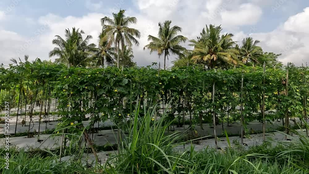 Green bitter melon plant or Momordica charantia L has green leaves, yellow star-shaped flowers Green bitter melon plant or Momordica charantia L has green leaves, yellow star-shaped flowers