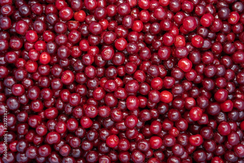 Red delicious sweet organic cherry in large quantity .Cherry background. Red delicious sweet organic cherry in large quantity .Cherry background.