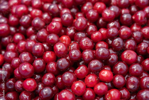 Red delicious sweet organic cherry in large quantity .Cherry background.