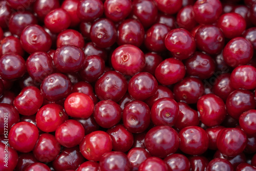 Red delicious sweet organic cherry in large quantity .Cherry background.