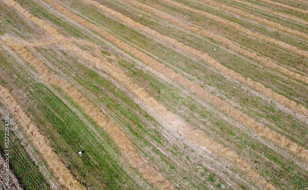 Aerial view of agro rural fields. Harvesting on the farm landscape Aerial view of agro rural fields. Harvesting on the farm landscape