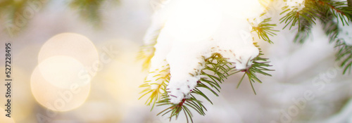 Photo of a snowy fir tree. For the website header.