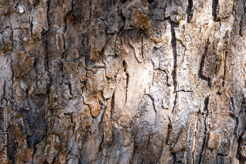 Obraz premium bark of a tree