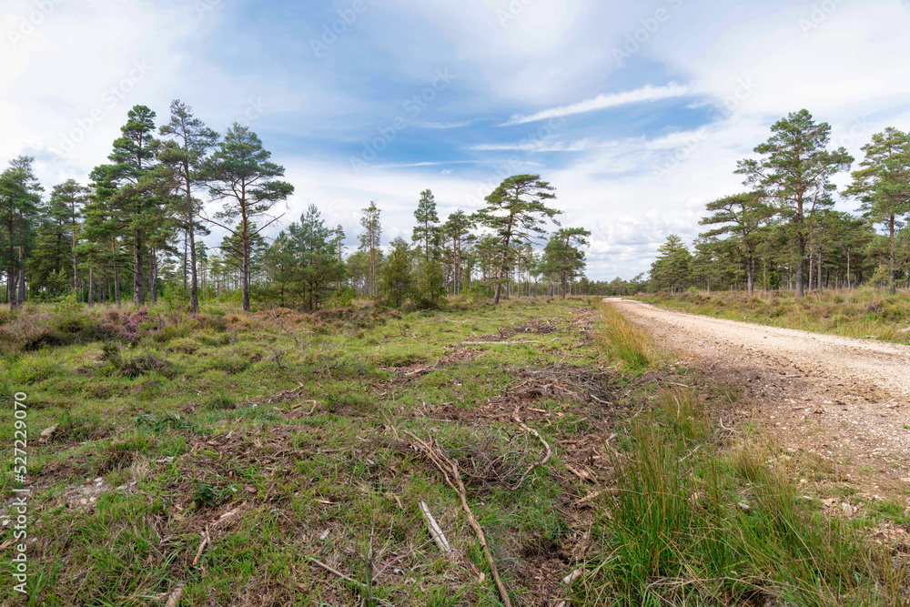 Heathland track, Wareham Forest, Dorset, England Heathland track, Wareham Forest, Dorset, England