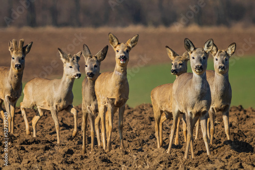 Fotobehang The roe deer (Capreolus capreolus), also known as the roe, western roe deer, or European roe, is a species of deer