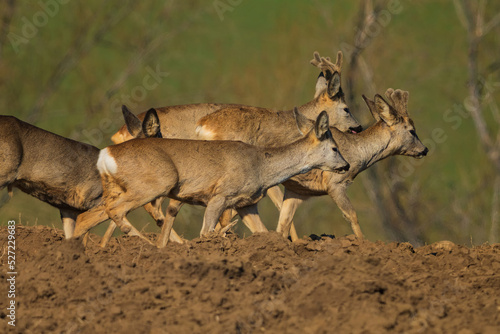 Fotografie The roe deer (Capreolus capreolus), also known as the roe, western roe deer, or European roe, is a species of deer