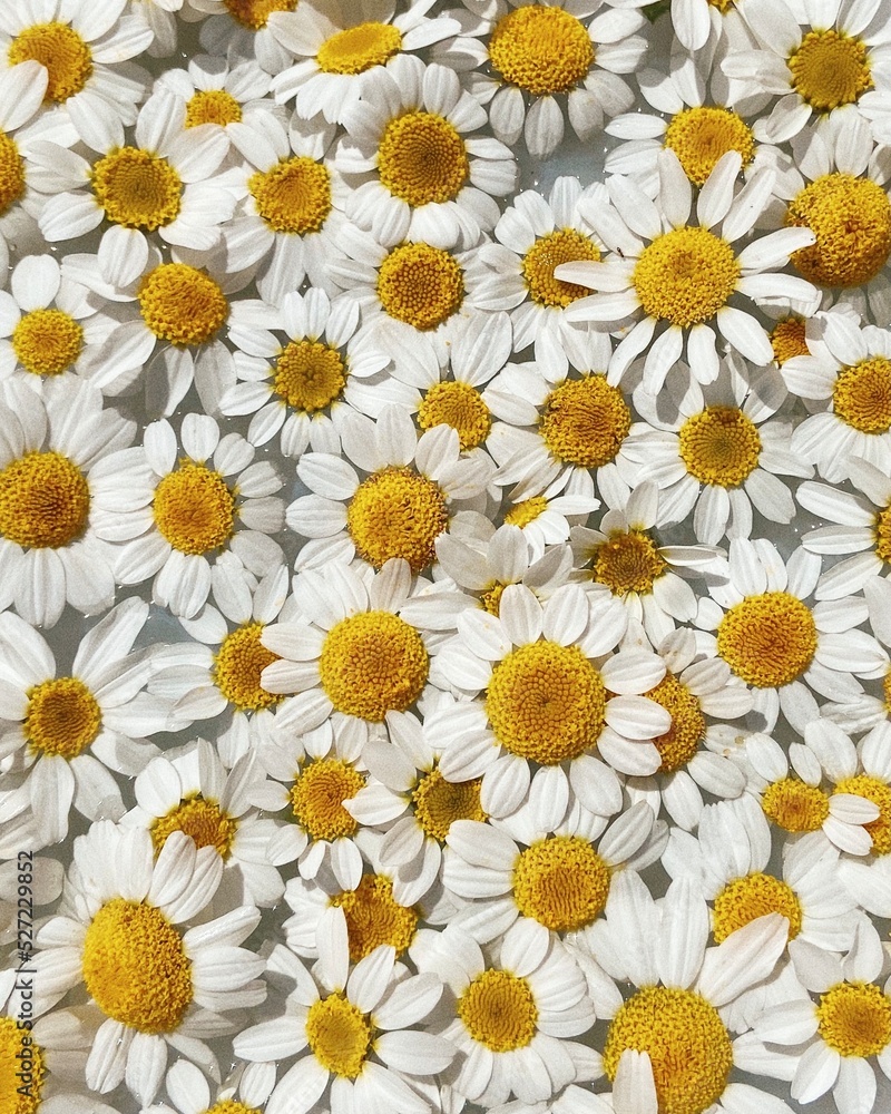 Textura de flores Stock Photo | Adobe Stock