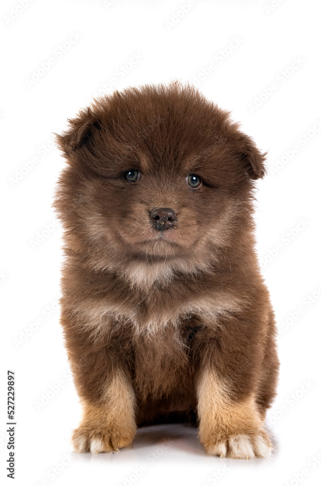puppy Finnish Lapphund in studio puppy Finnish Lapphund in studio
