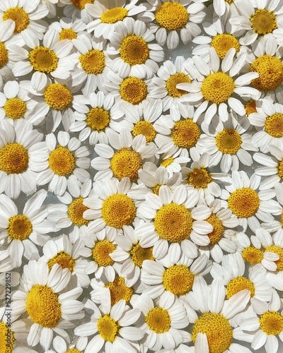 Textura de flores photo