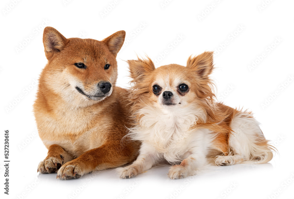 shiba inu and chihuahua in studio shiba inu and chihuahua in studio