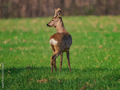 The roe deer  Capreolus capreolus   also known as the roe  western roe deer  or European roe  is a species of deer.
