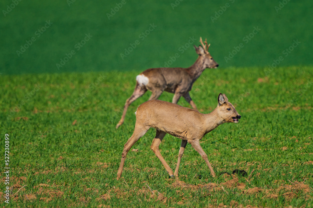 The roe deer (Capreolus capreolus), also known as the roe, western roe deer, or European roe, is a species of deer. The roe deer (Capreolus capreolus), also known as the roe, western roe deer, or European roe, is a species of deer.