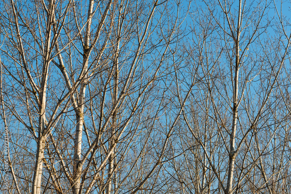 Deciduous poplar tree woodland detail Deciduous poplar tree woodland detail