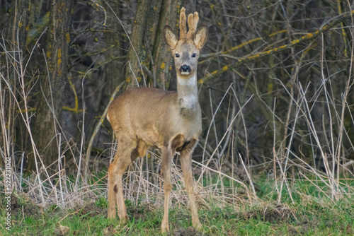 The roe deer (Capreolus capreolus), also known as the roe, western roe deer, or European roe, is a species of deer. © B