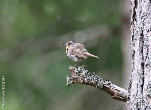 European robin on a branch