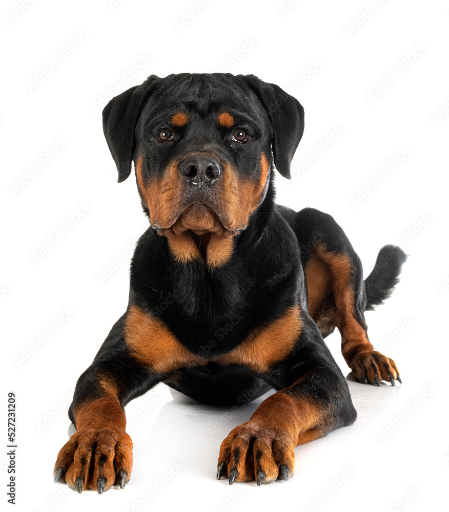 puppy rottweiler in studio puppy rottweiler in studio