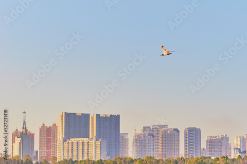 Flight of a seagull against a blue sky without clouds in the early morning. Blurred buildings of the coastal city in the rays of the rising sun in the background. Selective focus. Copy space