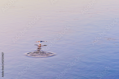 A seagull hunts for fish in the Amur River. Calm water surface in the early morning