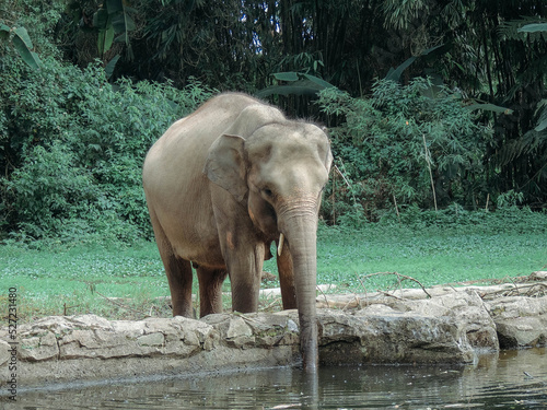 Elephant Drink water in the zoo