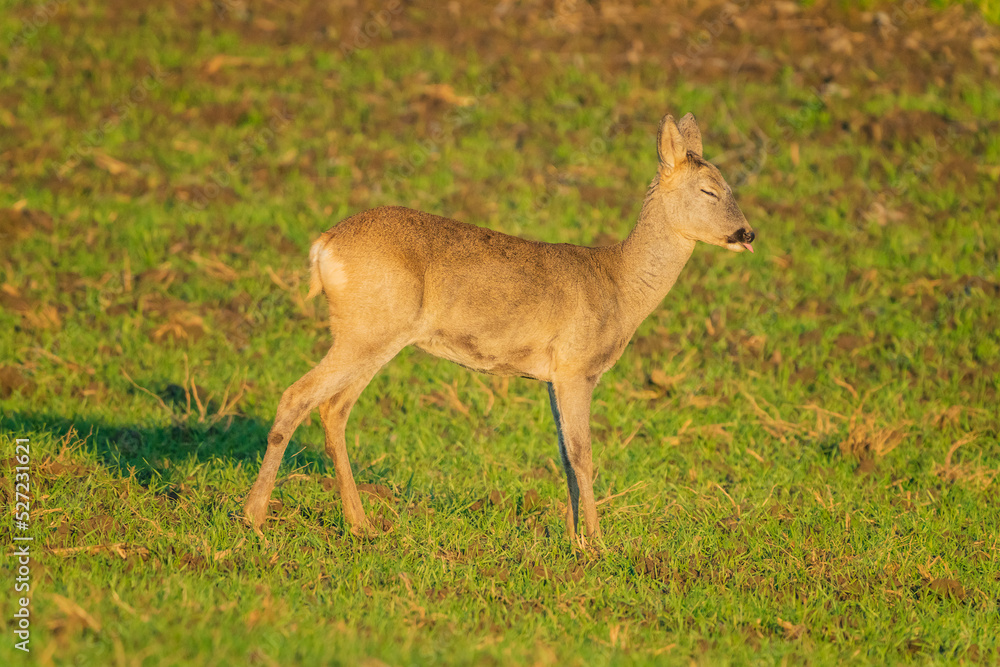 The roe deer (Capreolus capreolus), also known as the roe, western roe deer, or European roe, is a species of deer. The roe deer (Capreolus capreolus), also known as the roe, western roe deer, or European roe, is a species of deer.