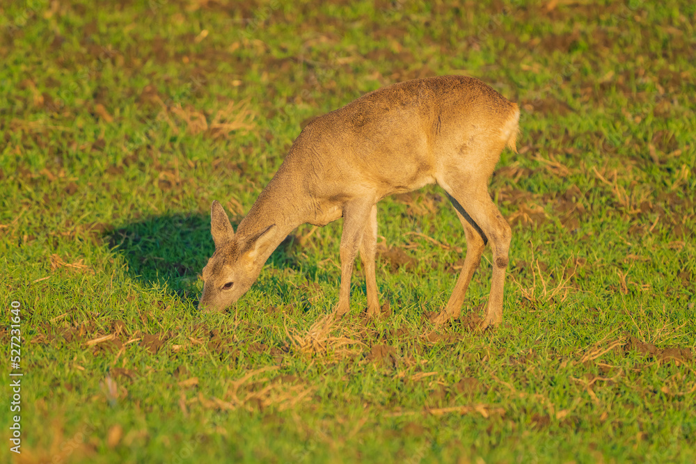 The roe deer (Capreolus capreolus), also known as the roe, western roe deer, or European roe, is a species of deer. The roe deer (Capreolus capreolus), also known as the roe, western roe deer, or European roe, is a species of deer.