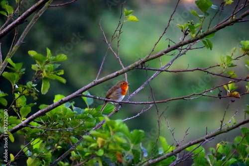 rouge gorge 