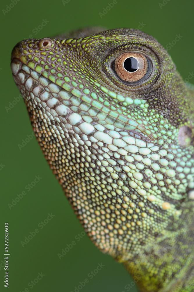 A portrait of a Chinese Water Dragon against a green background
