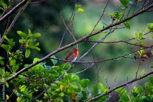 rouge gorge 