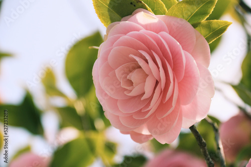 Otome Tsubaki. One of the variations of the Camellia japonica.
