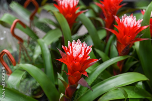 Guzmania conifera flowers, selective focus. Red and white, lush, tropical, indoor flower. Beautiful nature. photo