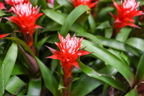 Guzmania conifera flowers, selective focus. Red and white, lush, tropical, indoor flower. photo