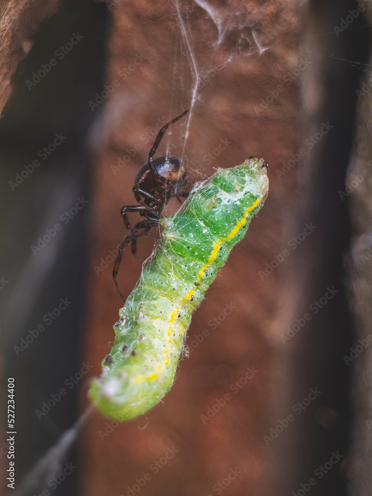 Garden spider capturing a bright line brown eye moth caterpillar