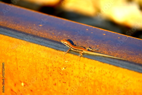 lézard 