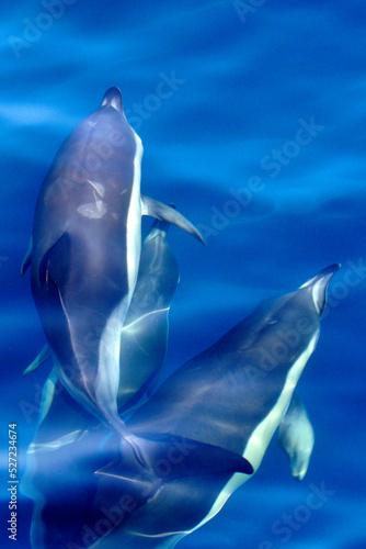 Dolphins  Short-beaked Common Dolphin  Delphinus delphis  El Estrecho Natural Park  Spain