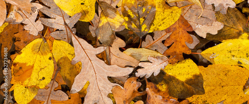 Autumn Leaves, Mixed Forest, Sierra de Guadarrama National Park, Guadarrama Mountains, Segovia, Castilla y León, Spain, Europe