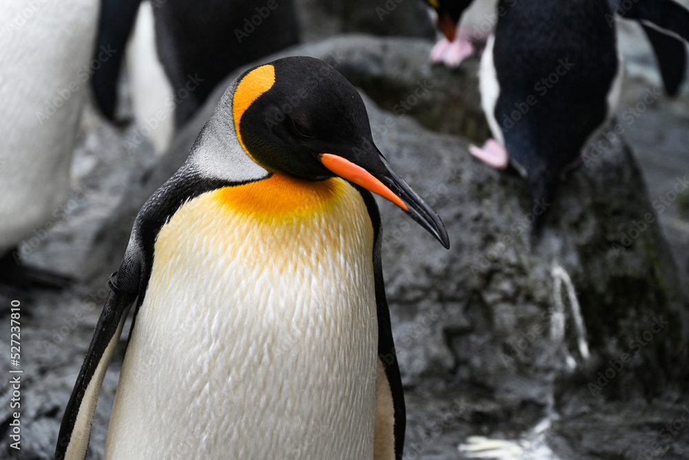 Obraz premium 旭山動物園のキングペンギン