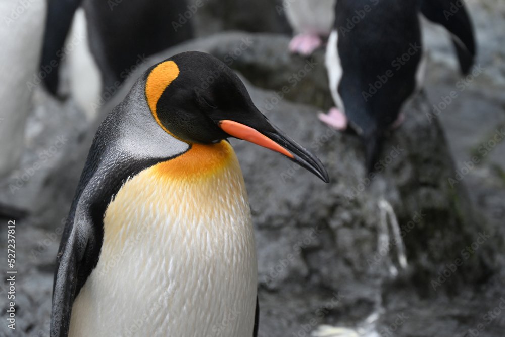 Naklejka premium 旭山動物園のキングペンギン