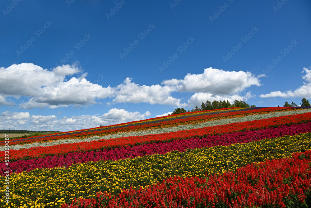 四季彩の丘（北海道・美瑛）のお花畑
