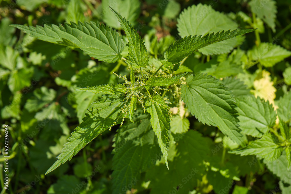 nettle nettle
