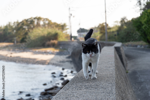 堤防を歩く猫