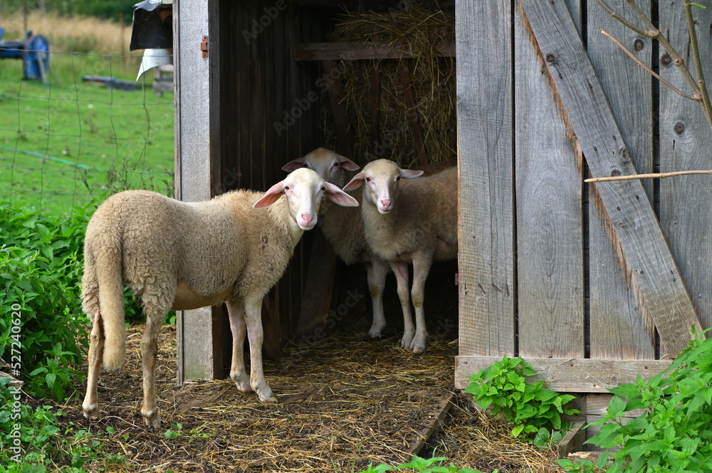 Obraz premium sheep and lambs
